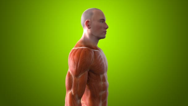 Cuerpo humano en concepto anatómico — Vídeos de Stock