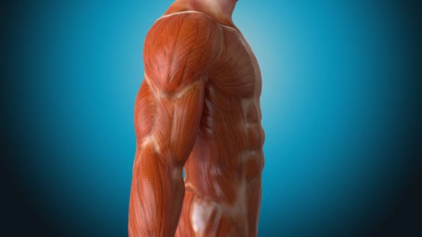 Il corpo umano nel concetto anatomico — Video Stock