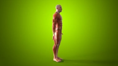 İnsan vücudunun anatomik kavramı