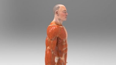 İnsan vücudunun anatomik kavramı