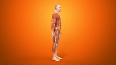 İnsan vücudunun anatomik kavramı