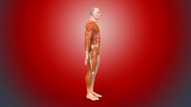 İnsan vücudunun anatomik kavramı