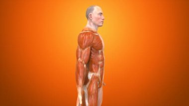 İnsan vücudunun anatomik kavramı