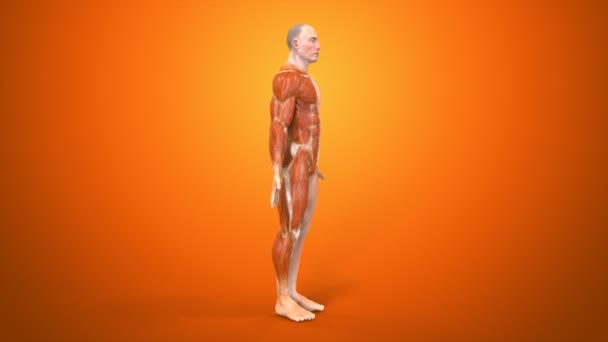 Le corps humain dans le concept anatomique 