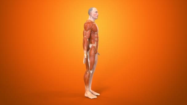 Menselijk lichaam in anatomische concept — Stockvideo