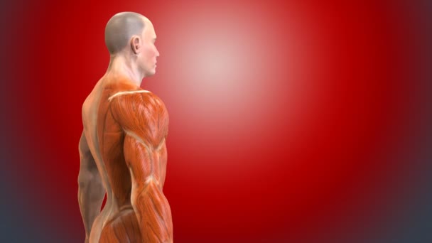 Cuerpo humano en concepto anatómico — Vídeos de Stock
