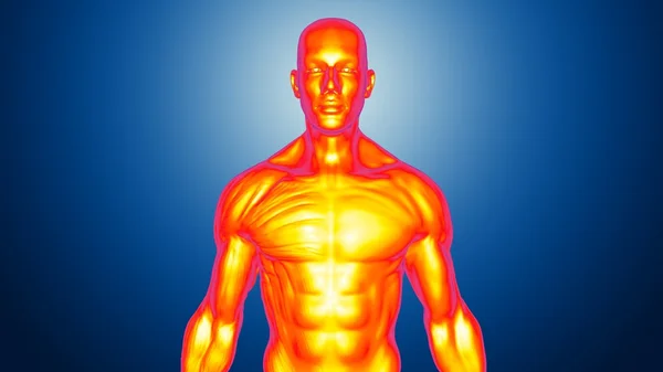 Анатомическая концепция человеческого тела — стоковое фото