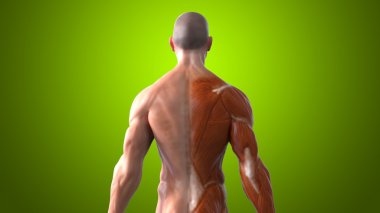 İnsan vücudunun anatomik kavramı