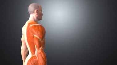 erkek insan anatomisi