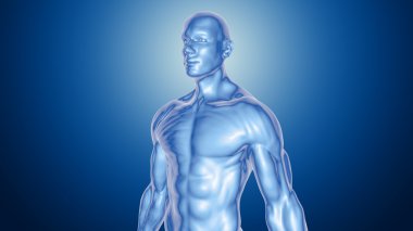 İnsan vücudunun anatomik kavramı