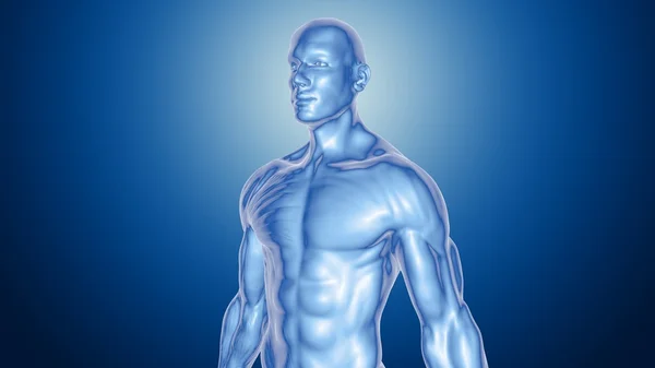 Human body anatomical concept — Stock Photo, Image