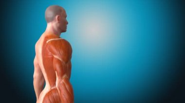 erkek insan anatomisi