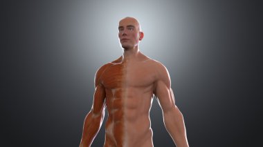Erkek anatomisi illüstrasyon