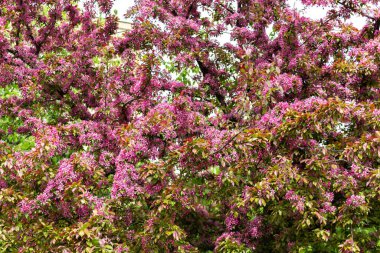 Moskova, Kolomenskoye 'de muhteşem bir kiraz çiçeği baharı.