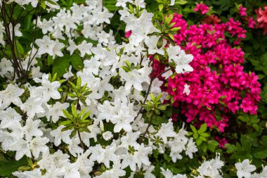 Moskova 'daki botanik bahçesi Aptekarsky Ogorod' da beyaz ve pembe çiçekli çalı çiçekleri açıyor.