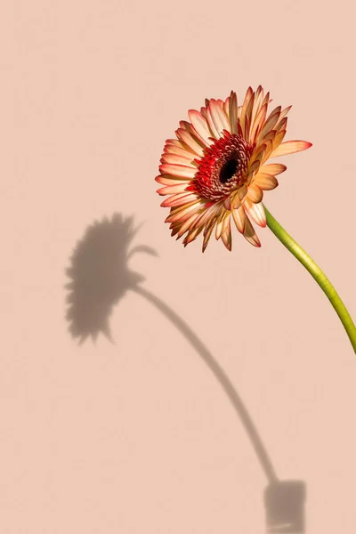 Gerbera papatyası duvarda bir gölge bırakıyor. Derin bir alan. Boşluğu kopyala