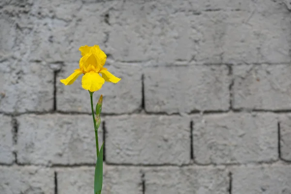 Tozlu beton duvarda yalnız sarı iris çiçeği. Bir yazı için kopya alanı var. 