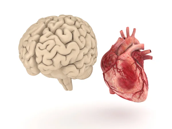 人間の脳と白い背景の上の心. — ストック写真