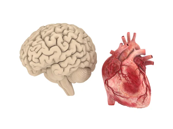 Человеческий мозг и сердце на белом фоне . — стоковое фото