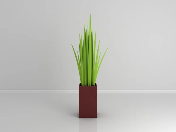 Planta decorativa aislada en blanco . — Foto de Stock