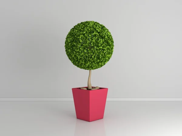 Planta decorativa aislada en blanco . — Foto de Stock