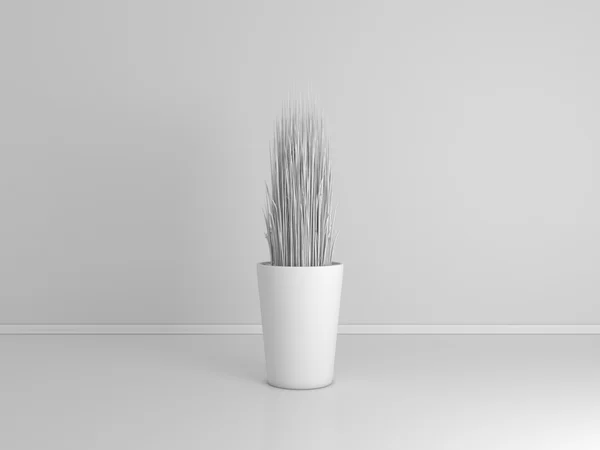 Planta decorativa isolada em branco . — Fotografia de Stock