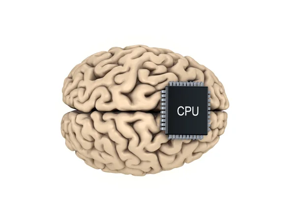 Cerebro humano y microprocesador . —  Fotos de Stock