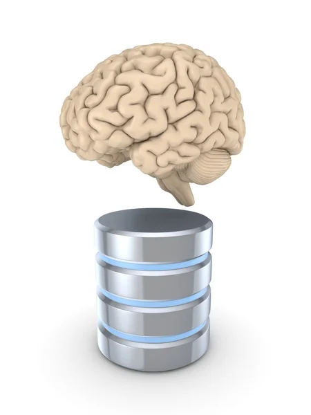 Мозг человека и символ базы данных . — стоковое фото