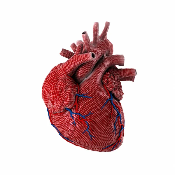 3d reso cuore umano . — Foto Stock