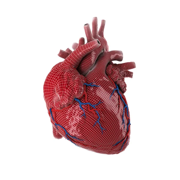 3D wytopione ludzkiego serca. — Zdjęcie stockowe