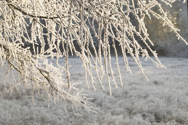 Branches of trees in hoarfrost — Stock Photo, Image