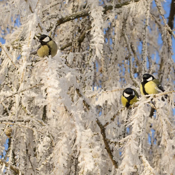 Titmouses on snow-covered branches — Stock Photo, Image