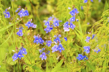 Bir unutma, mavi çiçekler