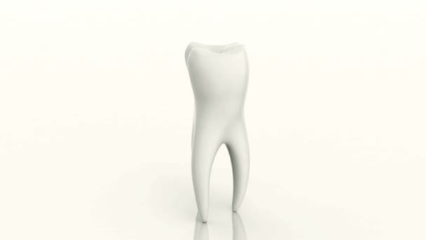 Відмінний білий зуб, що обертається на білому тлі (цикл) HD відео 1080 — стокове відео