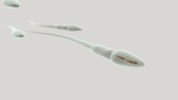 Sperm kromozom içinde makro açık renkli görüntüleri ile — Stok video