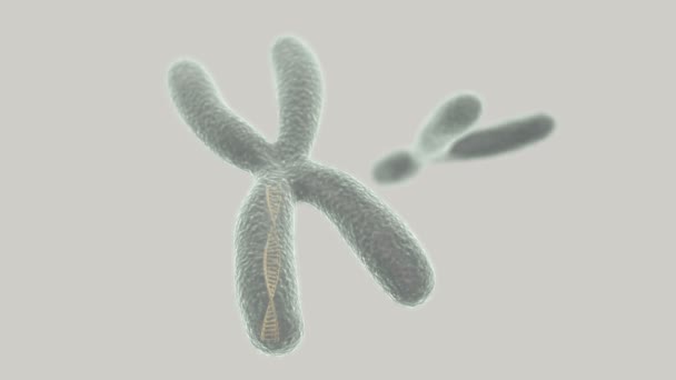 Cromosoma X con hélice de ADN en el interior e Y en el fondo claro — Vídeo de stock