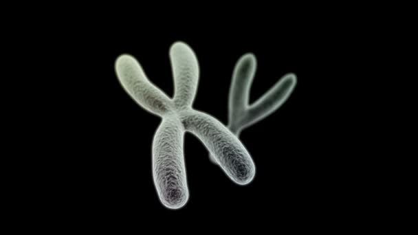 X and Y chromosomes (X front) on black background — Stock Video