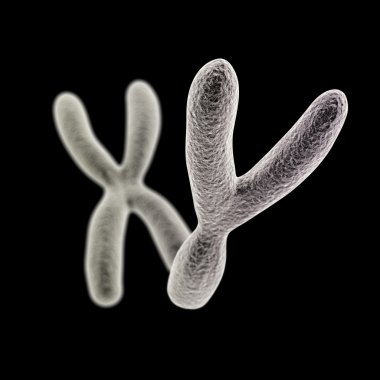 Y and X chromosomes (Y front) on black background clipart