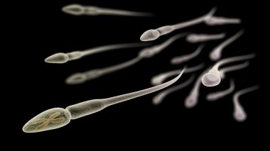 Sperm with chromosome inside macro on black background clipart