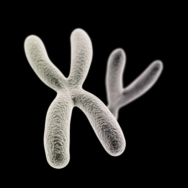 X- und Y-Chromosomen (x vorne) auf schwarzem Hintergrund — Stockfoto