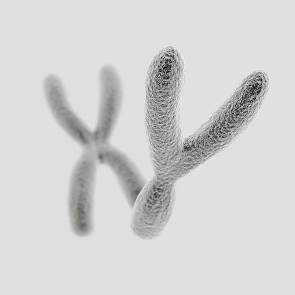 Y and X chromosomes (Y front) on light background — Stock Photo, Image