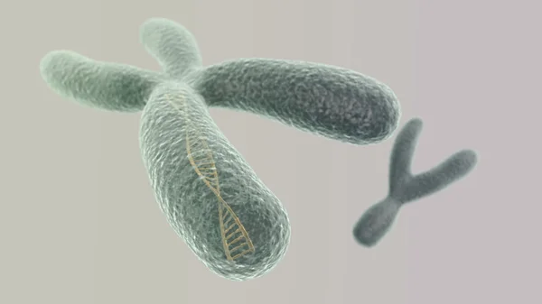 X-kromosom med Dna helix inuti och Y på den svarta bakgrunden — Stockfoto