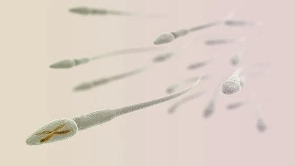 Spermatozoidning fotosurati va mushukdagi sik