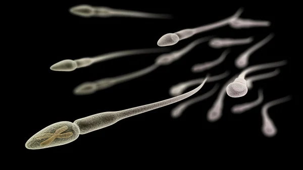 Sperm with chromosome inside macro on black background — Stock Photo, Image