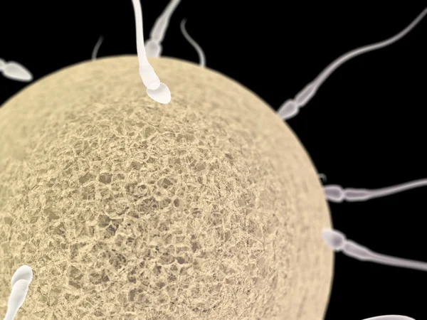 Сперматозоїди з яйцем крупним планом на чорному тлі — стокове фото