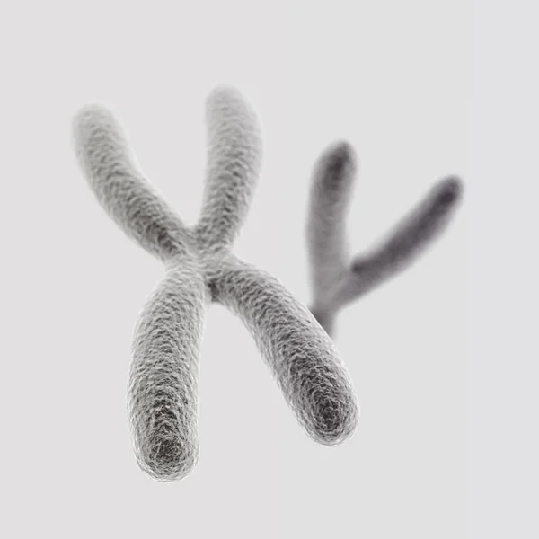 X- und Y-Chromosomen (x-Front) auf hellem Hintergrund Stockbild