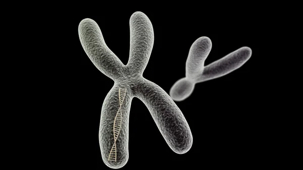X-Chromosom mit dna-Helix innen und y auf schwarzem Hintergrund Stockfoto