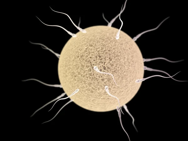 Viele Spermotozoonen mit Ei auf schwarzem Hintergrund Stockbild