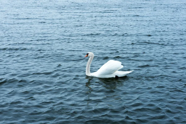 Cisne branco no lago de águas — Fotografia de Stock