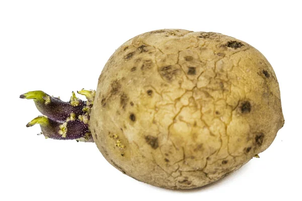 Ziemniaki z kapusty, na białym tle — Zdjęcie stockowe